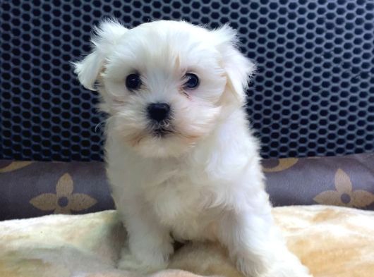 Vonalp Pet Güvencesiyle Maltese Terrier Yavrularimiz