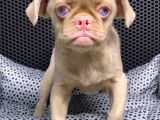 Vonalp Garantisiyle Üst Kalite Pug  Yavrulari