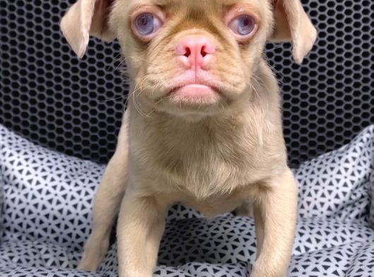 Vonalp Garantisiyle Üst Kalite Pug  Yavrulari