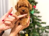 Toypoodle kızımız yeni yuvasına gitmeye hazır