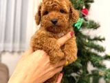 Toypoodle Kızımız Yeni Yuvasına Gitmeye Hazır