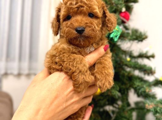 Toypoodle Kızımız Yeni Yuvasına Gitmeye Hazır görsel
