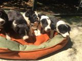 Zeka Küpü Harika Border Collie Yavrularım
