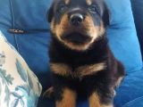 Koca kafa Erkek ve dişi rotweiler yavruları