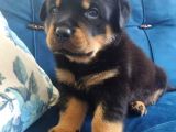 Koca Kafa Erkek Ve Dişi Rotweiler Yavruları