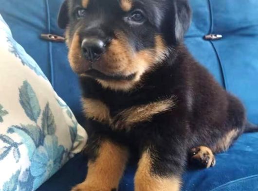 Koca Kafa Erkek Ve Dişi Rotweiler Yavruları görsel