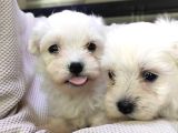 Maltese Terri̇er Bebekler