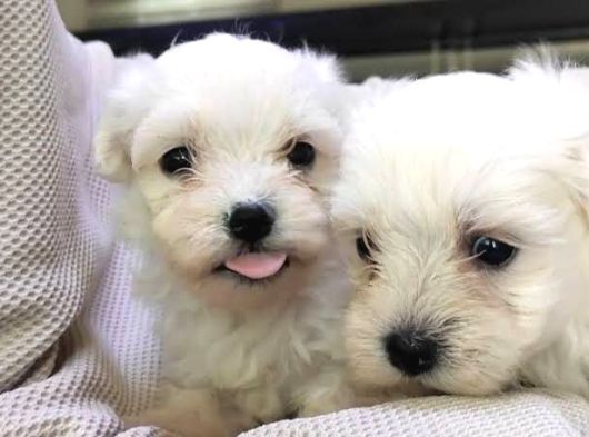 Maltese Terri̇er Bebekler görsel
