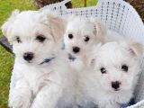 Maltese Terri̇er Bebekler