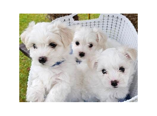 Maltese Terri̇er Bebekler görsel