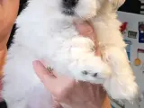 Maltese Terri̇er Bebekler