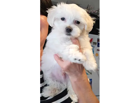 Maltese Terri̇er Bebekler görsel