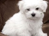 MALTESE TERRİER BEBEKLER