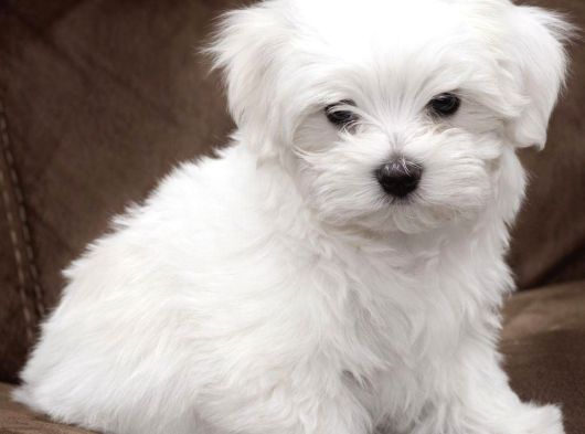 Maltese Terri̇er Bebekler