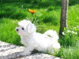 Maltese Terri̇er Bebekler