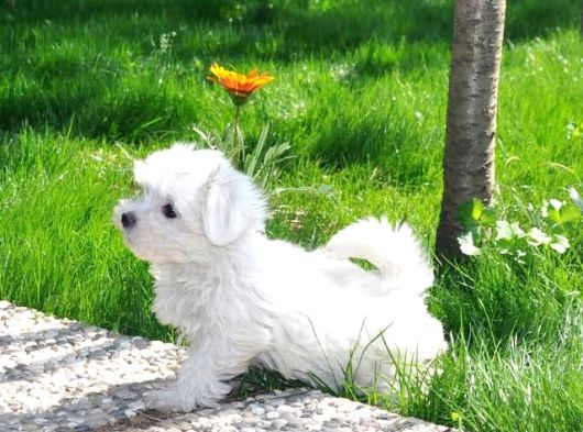 Maltese Terri̇er Bebekler görsel