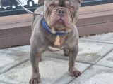 Exoti̇c Li̇lac Blue Fransiz Buldog Oğlum