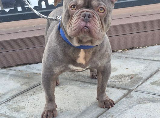Exoti̇c Li̇lac Blue Fransiz Buldog Oğlum görsel