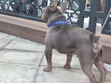Exoti̇c Li̇lac Blue Fransiz Buldog Oğlum