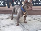 Exoti̇c Li̇lac Blue Fransiz Buldog Oğlum