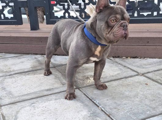 Exoti̇c Li̇lac Blue Fransiz Buldog Oğlum görsel
