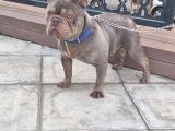 Exoti̇c Li̇lac Blue Fransiz Buldog Oğlum