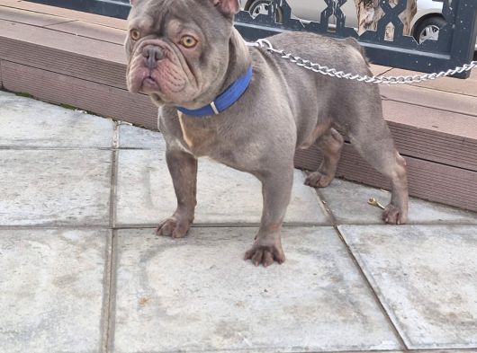 Exoti̇c Li̇lac Blue Fransiz Buldog Oğlum görsel