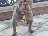 EXOTİC LİLAC BLUE FRANSIZ BULDOG OĞLUM