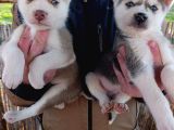 A Kalite Husky Bebekler