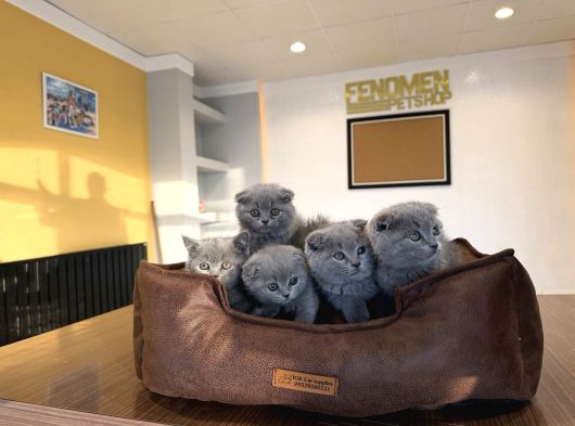 Kedi̇ci̇den Renk Renk Scottish Yavrular Ankara Mağazamzda Gör görsel
