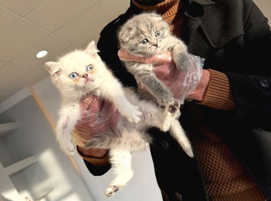 Kedi̇ci̇den Renk Renk Scottish Yavrular Ankara Mağazamzda Gör görsel