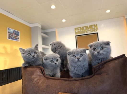 Kedi̇ci̇den Renk Renk Scottish Yavrular Ankara Mağazamzda Gör görsel