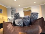 Kedi̇ci̇den Renk Renk Scottish Yavrular Ankara Mağazamzda Gör