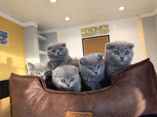 Kedi̇ci̇den Renk Renk Scottish Yavrular Ankara Mağazamzda Gör görsel