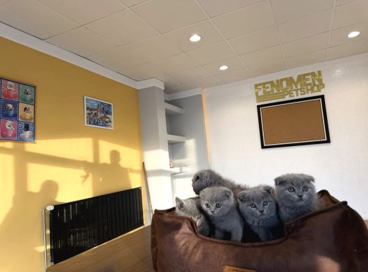 Kedi̇ci̇den Renk Renk Scottish Yavrular Ankara Mağazamzda Gör görsel