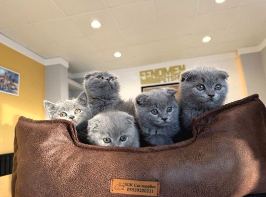 Kedi̇ci̇den Renk Renk Scottish Yavrular Ankara Mağazamzda Gör görsel