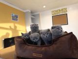 Kedi̇ci̇den Renk Renk Scottish Yavrular Ankara Mağazamzda Gör