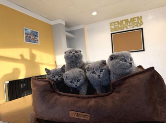 Kedi̇ci̇den Renk Renk Scottish Yavrular Ankara Mağazamzda Gör görsel