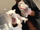 Kedi̇ci̇den Renk Renk Scottish Yavrular Ankara Mağazamzda Gör