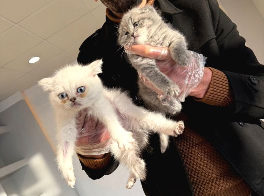 Kedi̇ci̇den Renk Renk Scottish Yavrular Ankara Mağazamzda Gör görsel