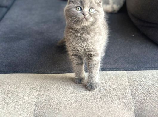 Ayı Surat Scottish Fold görsel