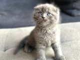 Ayı surat scottish fold