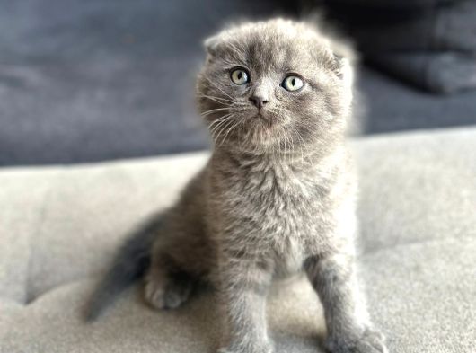 Ayı Surat Scottish Fold