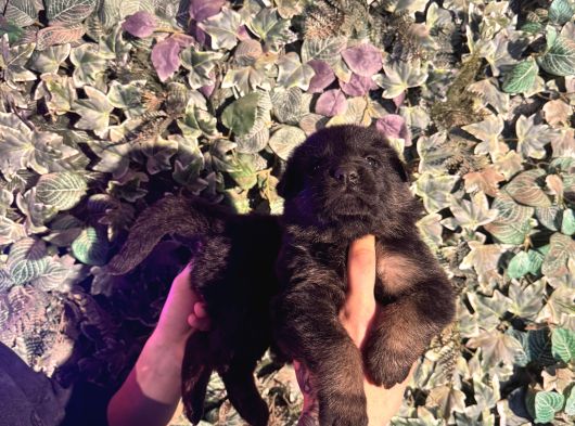 Ruhsatlı Çiftlikten A Kalite Alman Çoban Yavruları görsel