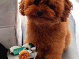 Türki̇yeni̇n En Güzel Poodle Yavrulari