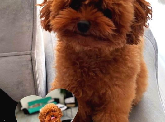 Türki̇yeni̇n En Güzel Poodle Yavrulari görsel