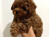 TÜRKİYENİN EN GÜZEL POODLE YAVRULARI