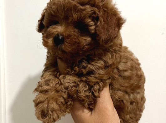 Türki̇yeni̇n En Güzel Poodle Yavrulari