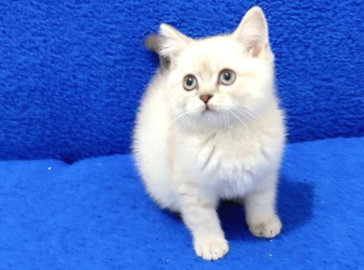 Mükemmel Bi̇r Bri̇ti̇sh Lynx Poi̇nt Yavrumuz Tesli̇me Hazirdir