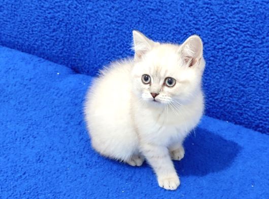 Mükemmel Bi̇r Bri̇ti̇sh Lynx Poi̇nt Yavrumuz Tesli̇me Hazirdir görsel